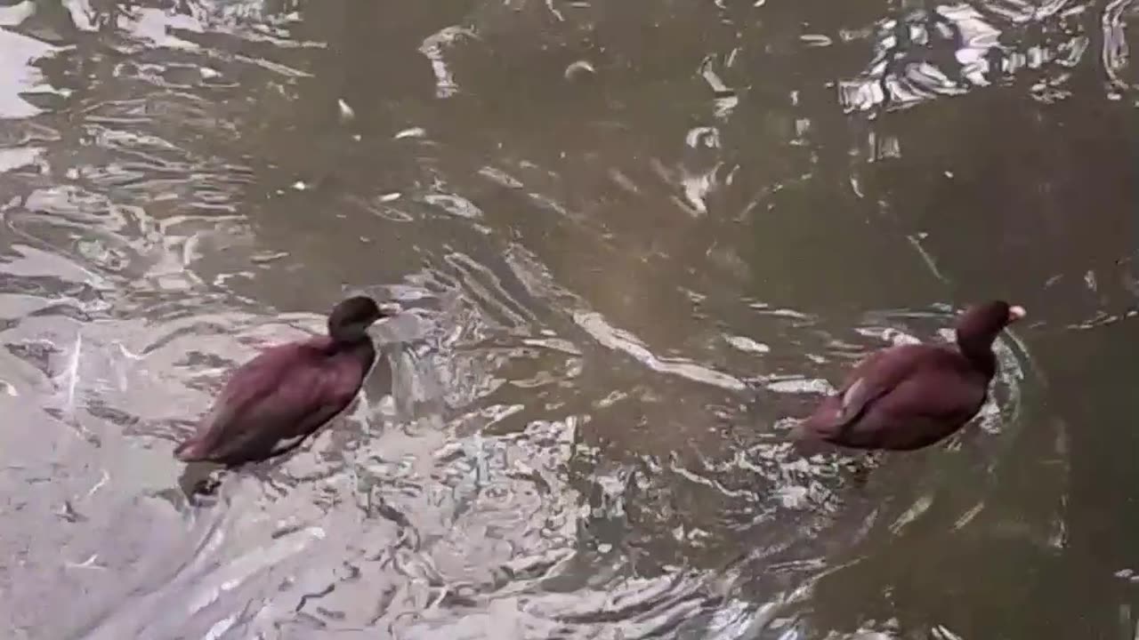 duck