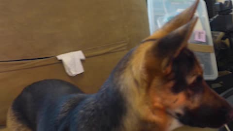 German Shepherd LOVES baby chicks