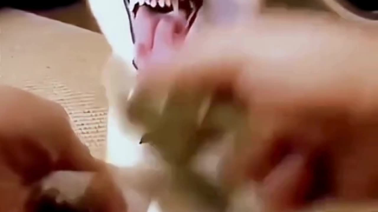 FUNNY ANIMAL COMPILATIONS - PART 48