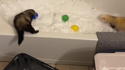Ferrets Delight In Bathtub Of Fresh Snow