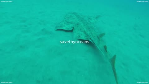 Angel Shark Hiding In The Sand