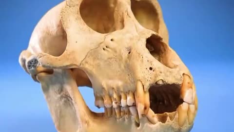 HORSE TEETH GROW LIKE PUSH-UP ICE CREAM TREATS