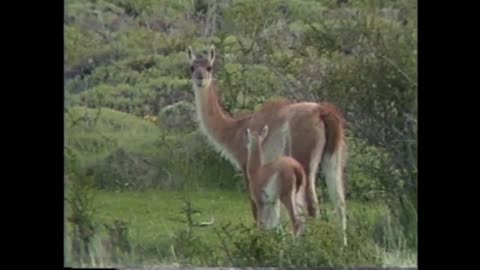 guanacos