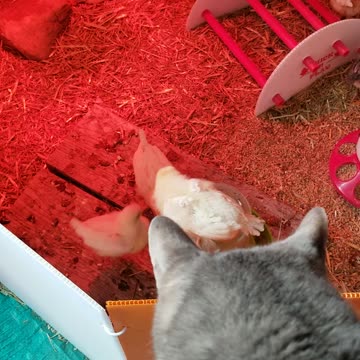 Please join Cory in dutifully evaluating the progress of his strange looking kitten flock.