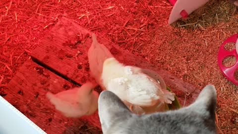 Please join Cory in dutifully evaluating the progress of his strange looking kitten flock.