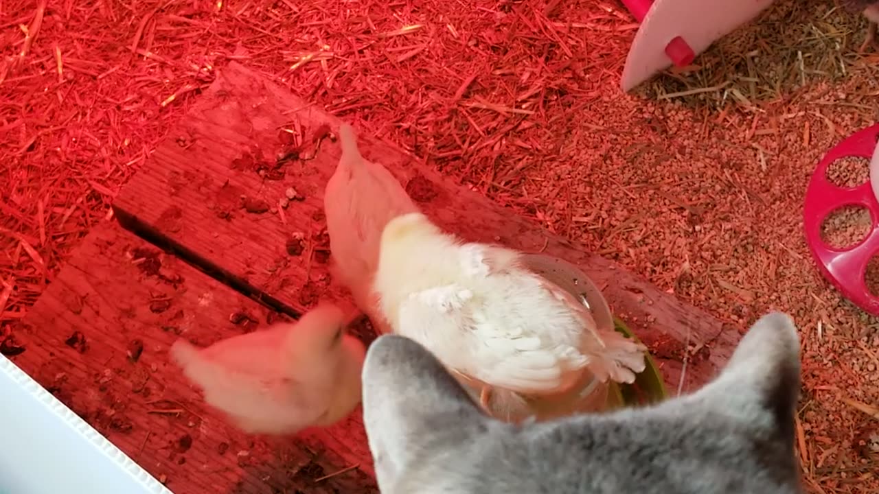 Please join Cory in dutifully evaluating the progress of his strange looking kitten flock.
