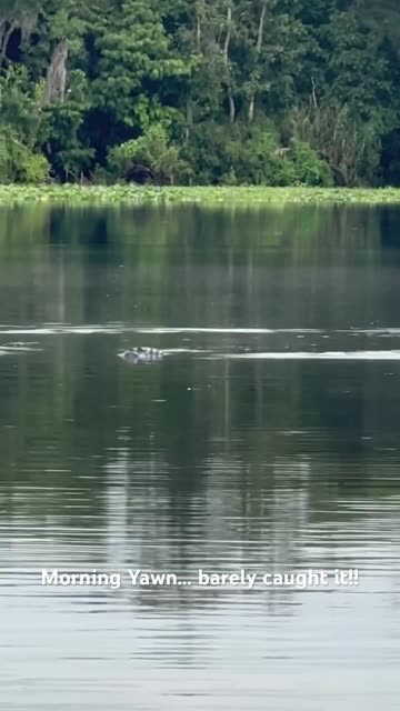 4K Alligator Yawn: St. Johns River Cam 🐊 Jan 25, 2026