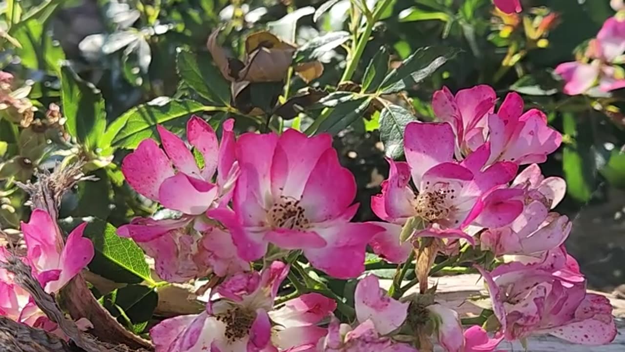 A Bee Parks it like the Sultan of Swing