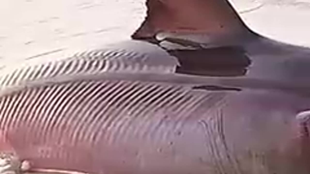 Signs of a Man-Made Disaster Are Everywhere