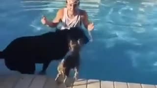 🧠🐶 This Dog's Intelligence is Next Level! | FunFM