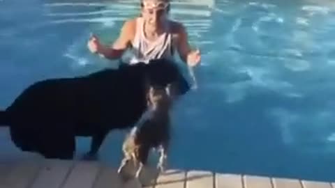 🧠🐶 This Dog's Intelligence is Next Level! | FunFM