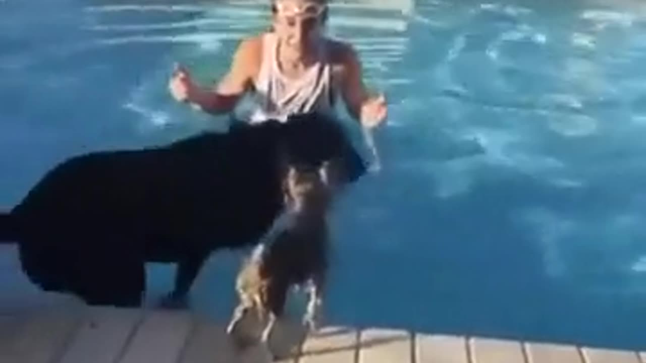 🧠🐶 This Dog's Intelligence is Next Level! | FunFM