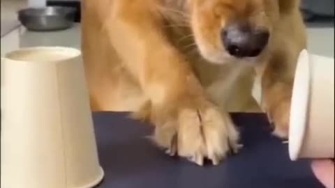 Funny video