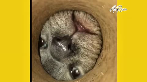 Funny videos
