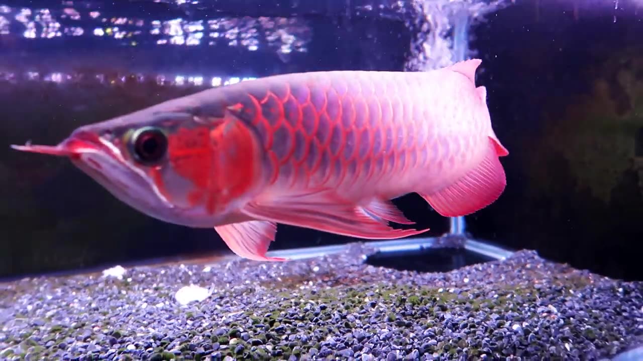 【龍爵士】40公分 賽級印尼紅