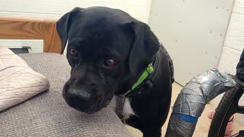 Nelly 5y A869565 harrys haven kennel 207 PACC shelter but@TRN lovin had 2 lounge with her20250817643