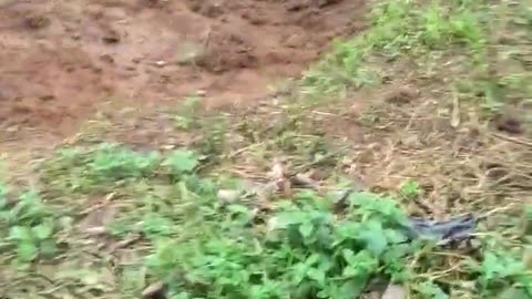 Orchard Garden Project | Long-Term Farming Plan