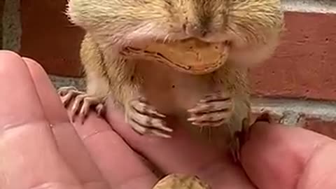 Look at the cute Chipmunk eating Peanut 🥰 #rumble #viral #chipmunk #animallove #animals
