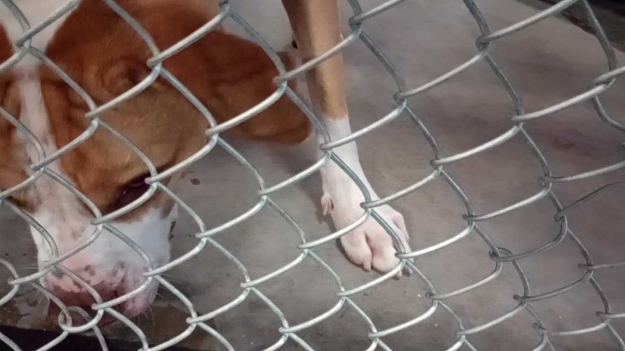 Kuma 1y Pet Id 948375 kennel 24 HSSAZ shelter she blind, really wanted a doggie walk today2025829309