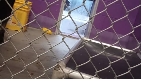 Mr Wiggles 1y Pet Id 948287 kennel 17 HSSAZ shelter never barked @me today he did lovely2025081560