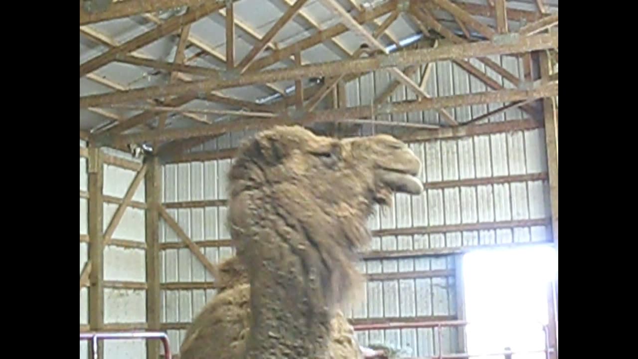 I Can't Believe It's Head Did That!