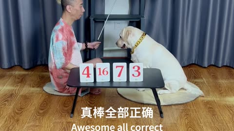 狗子会算术，谁也挡不住！The dog can do arithmetic, no one can stop it!