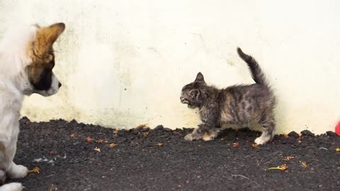 Cats and Dogs are Playing