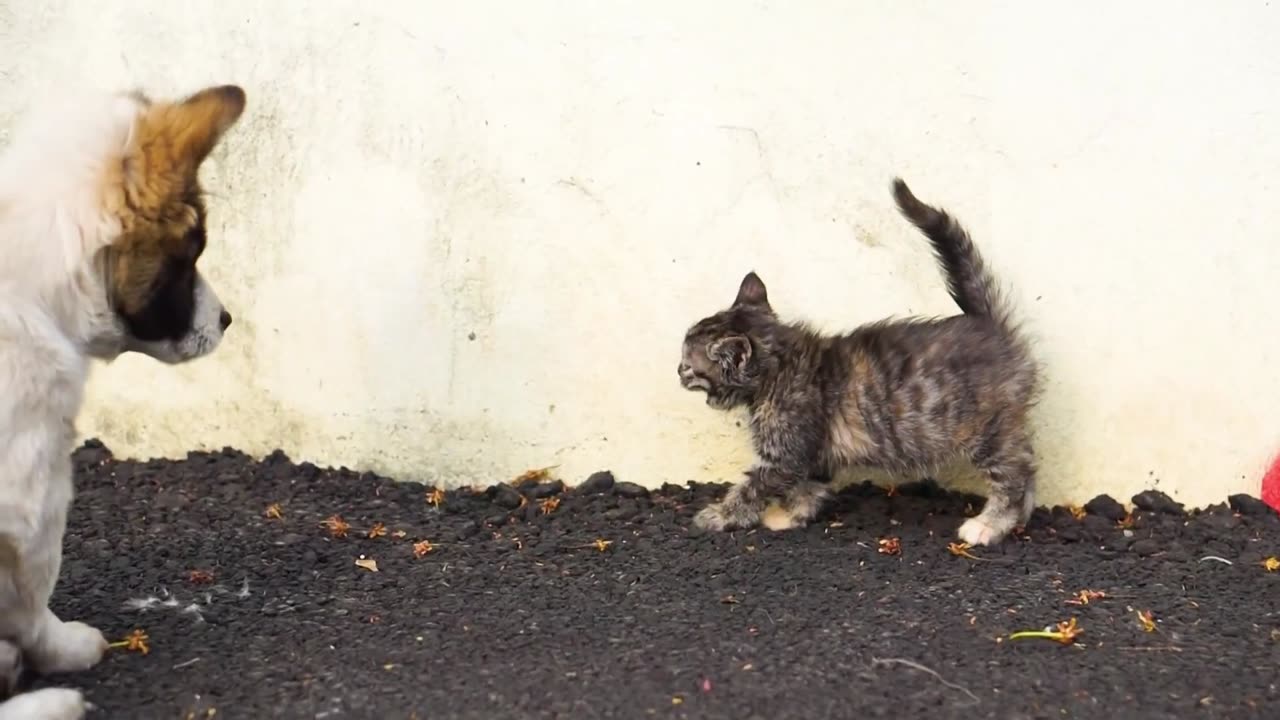 Cats and Dogs are Playing