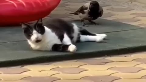 Relaxing Animal Moments 🐶😹 | Why It’s So Soothing