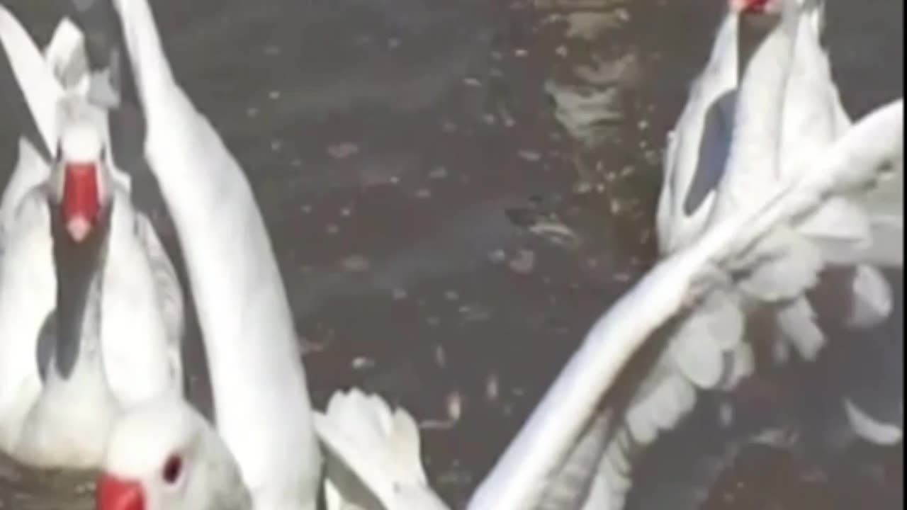 duck
