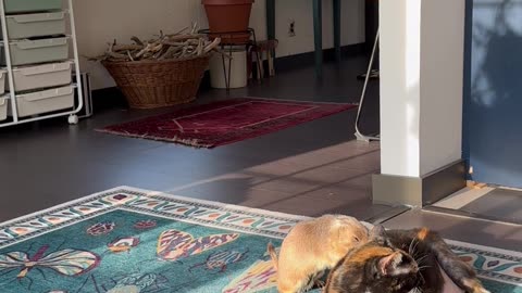 Prairie Dog And Cat Cuddle Like Best Friends