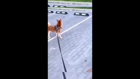 funny video