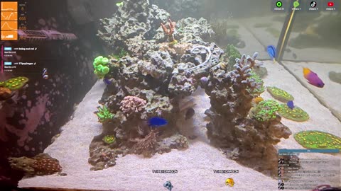 24/7 Real Live Reef Stream