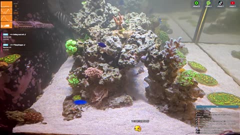 24/7 Real Live Reef Stream