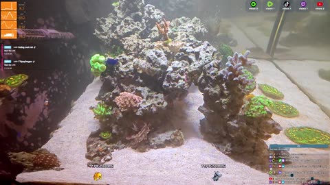24/7 Real Live Reef Stream