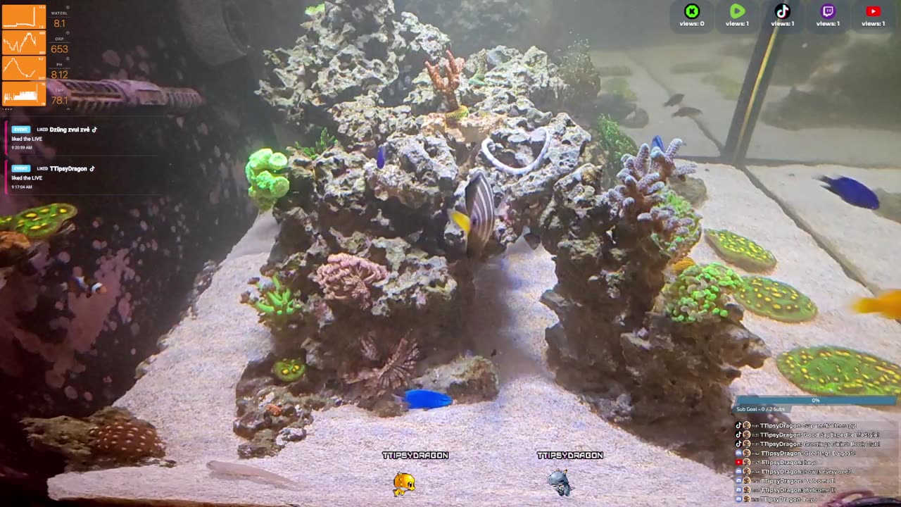 24/7 Real Live Reef Stream