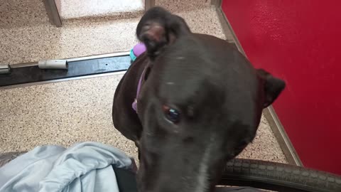 Choo 1y A856908 kennel 11 pod 1 PACC shelter real busy young doggie, sitting for yummies2025831462
