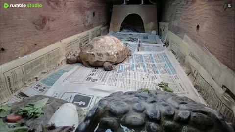 Shelly The Tortoise!