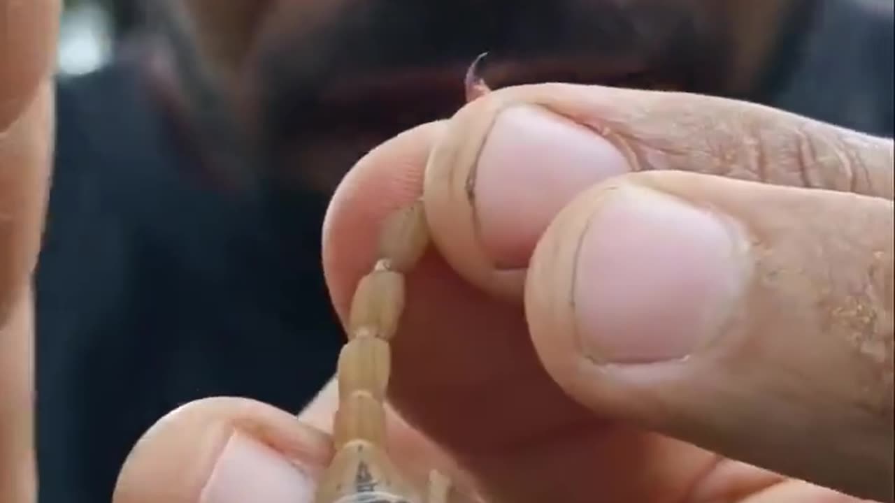 🧠✨ The Science Behind Scorpion Stings! | FeedMyCuriosity