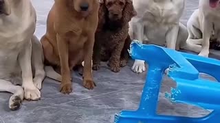This Dog Has The Worst Friends Ever! 💔