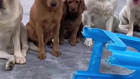 This Dog Has The Worst Friends Ever! 💔