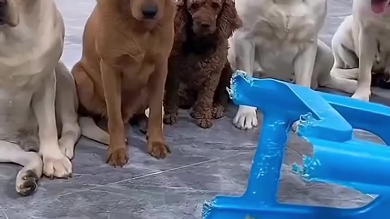 This Dog Has The Worst Friends Ever! 💔