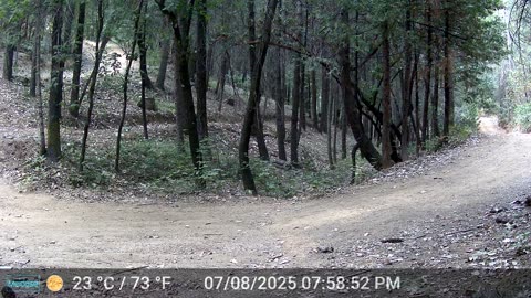Bear on a Evening Stroll