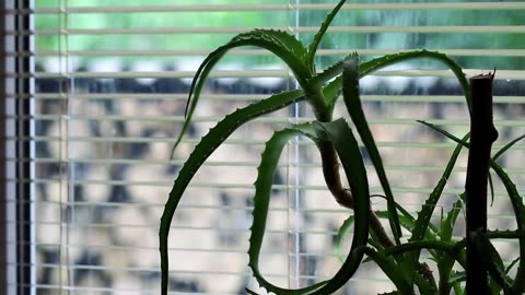 Tips to Grow Aloe Vera