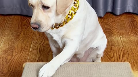 狗狗：真是大意了 Dog: Really careless