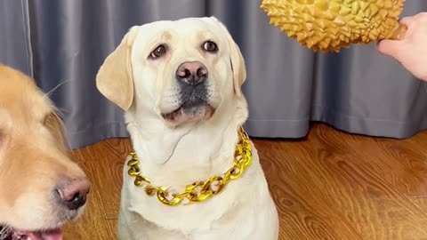 狗狗：我就想吃个鸡腿，你至于吗！Dog: I just want to eat a chicken leg. Is that wrong?