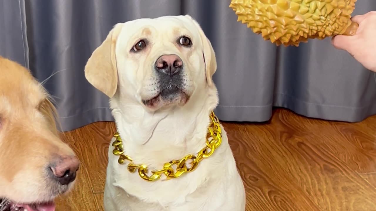 狗狗：我就想吃个鸡腿，你至于吗！Dog: I just want to eat a chicken leg. Is that wrong?