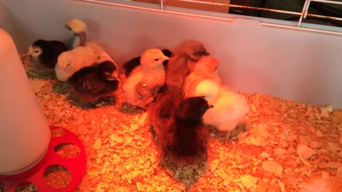 Baby Chickens