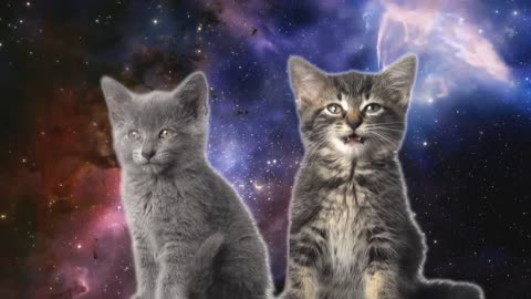 Space 🚀 Cats __ Magic fly🐈