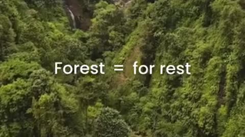 Forests & Your Health: Reduce Stress, Improve Sleep – The Power of Nature! 🌲😴
